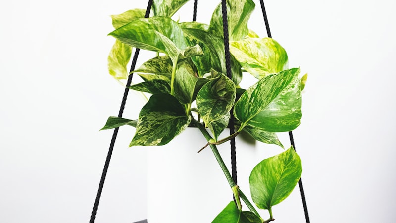 英超联赛足球比赛直播画面 - 球员在绿茵场上激烈拼抢